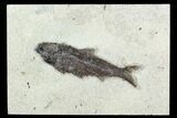 Fossil Fish (Knightia) - Green River Formation #126187-1